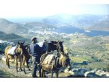 Mules & donkeys on the Isle of Patmos